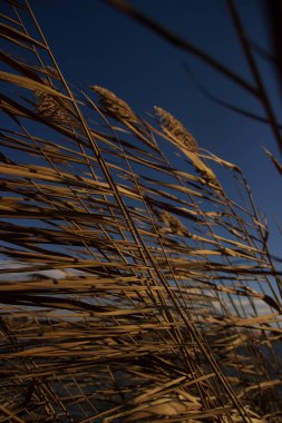 it is autumn time, the sky is blue and in the foreground are bushes of reed plants