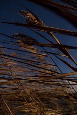 it is autumn time, the sky is blue and in the foreground are bushes of reed plants