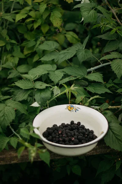 Ripe Blackberries Green Leaves Garden — Foto Stock