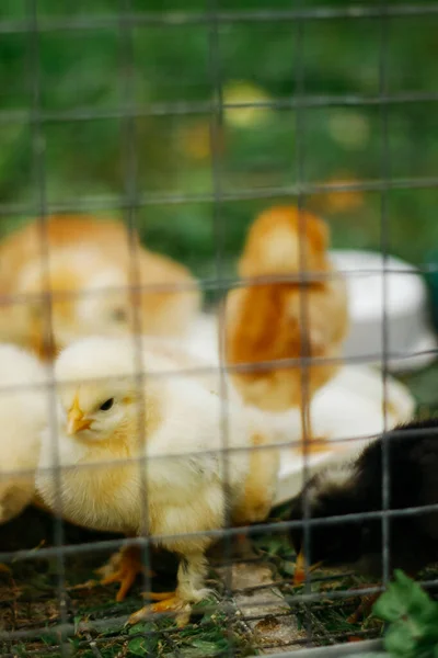 Baby Chicken Metal Fence Bird Eat Feed — Φωτογραφία Αρχείου