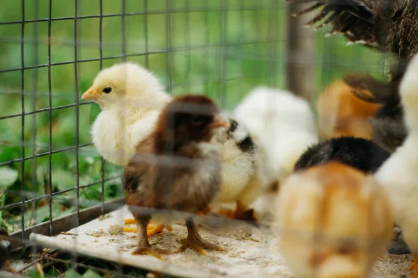 Baby chicken in metal fence, bird eat feed