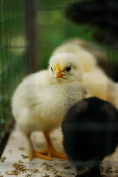 Baby chicken in metal fence, bird eat feed