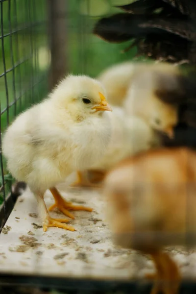 Baby Chicken Metal Fence Bird Eat Feed — Stock Fotó