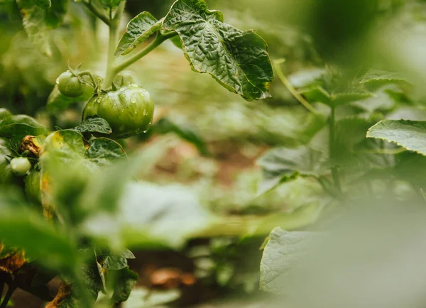 unripe tomato fruits on the garden bed at home. tomatoes covered with raindrops after rain