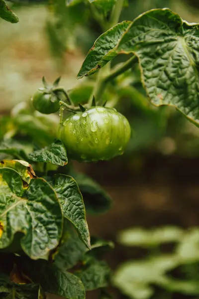 Unripe Tomato Fruits Garden Bed Home Tomatoes Covered Raindrops Rain — Fotografia de Stock