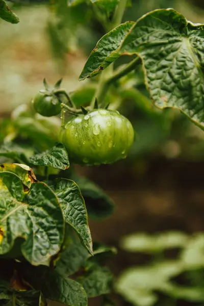 Unripe Tomato Fruits Garden Bed Home Tomatoes Covered Raindrops Rain — Zdjęcie stockowe