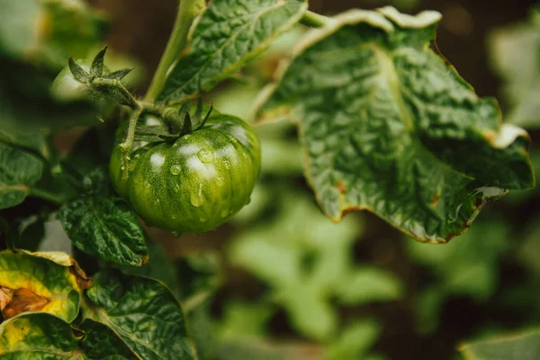 unripe tomato fruits on the garden bed at home. tomatoes covered with raindrops after rain