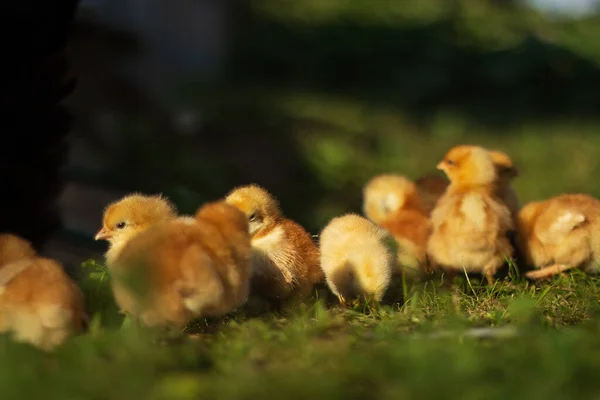 Baby Chickens Walk Home Garden Village —  Fotos de Stock