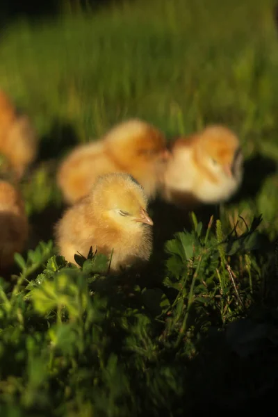 Baby Chickens Walk Home Garden Village — ストック写真