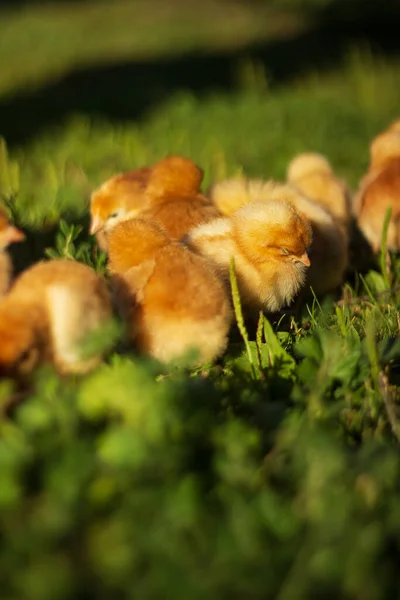 Baby Chickens Walk Home Garden Village — Fotografia de Stock