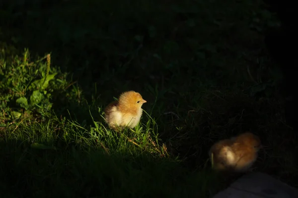 Baby Chickens Walk Home Garden Village — 스톡 사진