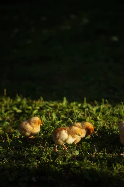Baby Chickens Walk Home Garden Village — Zdjęcie stockowe