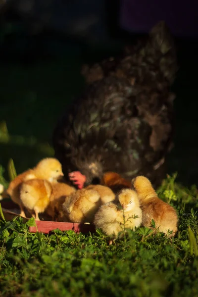 Baby Chickens Walk Home Garden Village — 스톡 사진