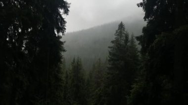  gloomy rainy weather in the forest. on the way to the mountains.