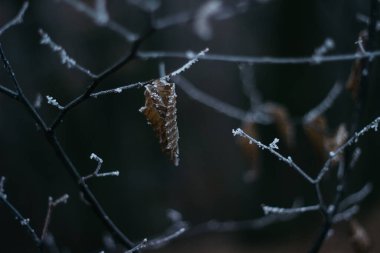 frost on the treesdry leaves covered with frost foggy forest