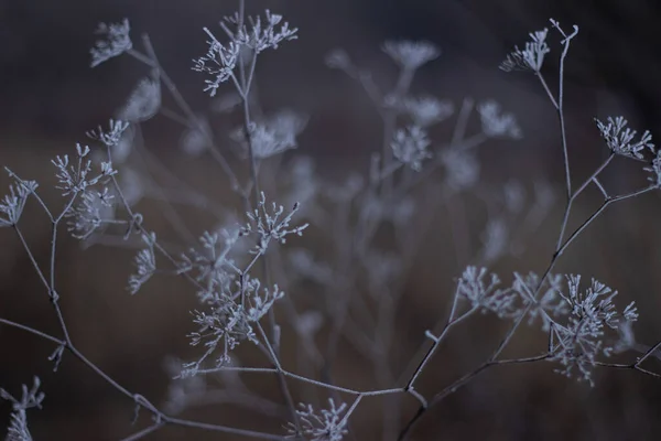 Παγετός Στα Φύλλα Των Δέντρων Που Καλύπτονται Από Πυκνό Ομιχλώδες — Φωτογραφία Αρχείου