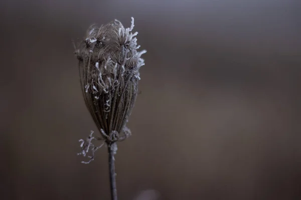 Frost Treesdry Leaves Covered Frost Foggy Forest — 스톡 사진