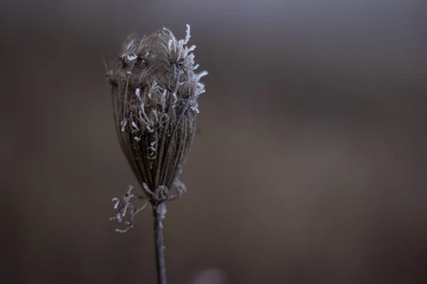 Frost Treesdry Leaves Covered Frost Foggy Forest — ストック写真