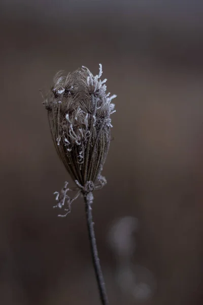 Frost Treesdry Leaves Covered Frost Foggy Forest — ストック写真