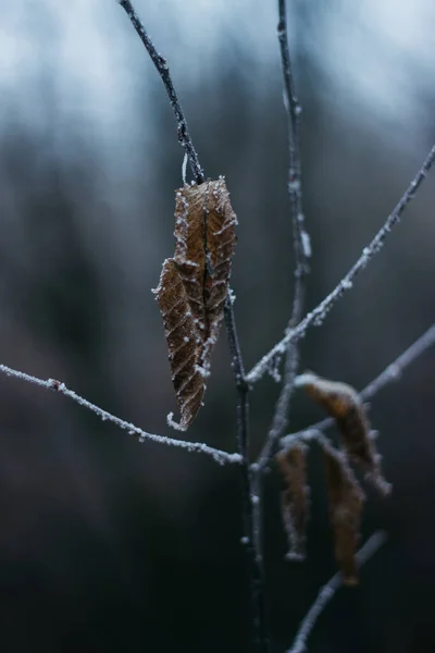 Frost Treesdry Leaves Covered Frost Foggy Forest — 图库照片