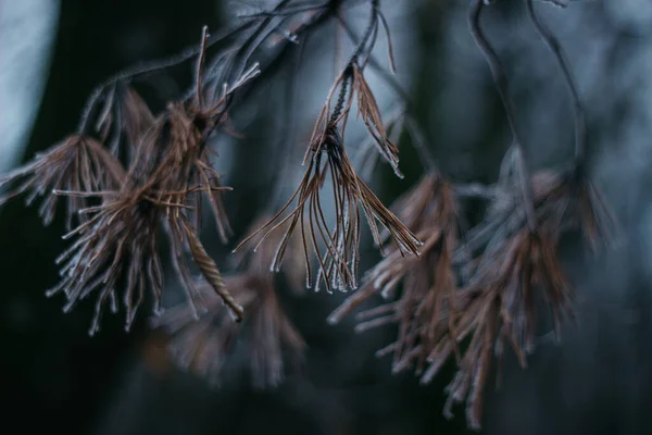 Frost Trees Christmas Tree Covered Hoarfrost Foggy Forest — 스톡 사진