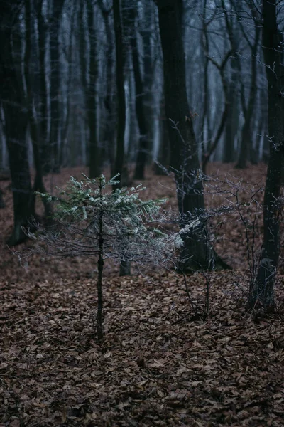 Frost Trees Christmas Tree Covered Hoarfrost Foggy Forest — Stock Fotó