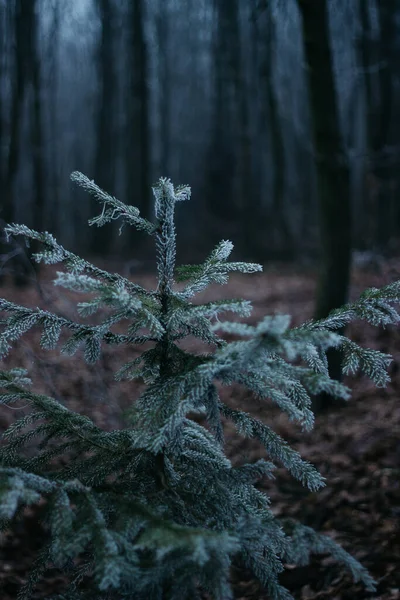 Frost Trees Christmas Tree Covered Hoarfrost Foggy Forest — Stock Fotó