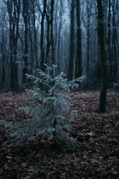 Frost Trees Christmas Tree Covered Hoarfrost Foggy Forest — Stock Fotó