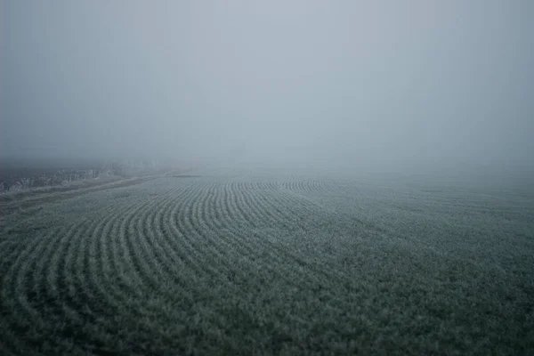 Thick Fog Covered Entire Field Autumn Time Garden — Stock Photo, Image