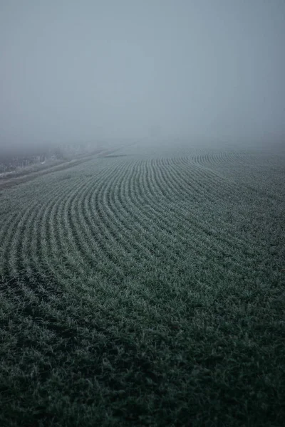 Thick Fog Covered Entire Field Autumn Time Garden — Stockfoto