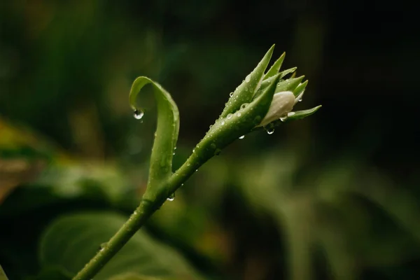 Flowers Rain Raindrops Leaves Flowers Home Flower Garden Rain — 스톡 사진