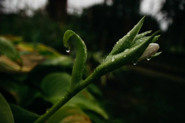 Flowers Rain Raindrops Leaves Flowers Home Flower Garden Rain — 스톡 사진