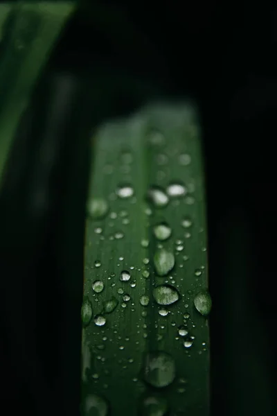 flowers after rain, raindrops on leaves and flowers home flower garden after rain