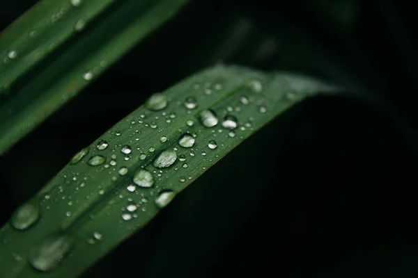 flowers after rain, raindrops on leaves and flowers home flower garden after rain