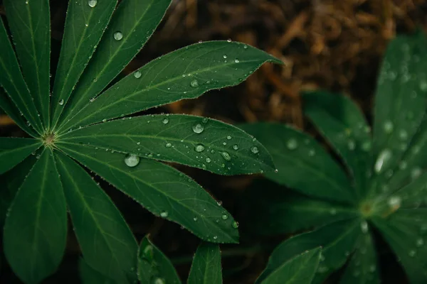 Flowers Rain Raindrops Leaves Flowers Home Flower Garden Rain — 스톡 사진