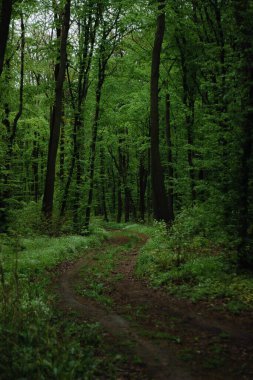 a long road in the forestforest road leads nowhere