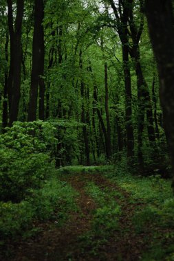 a long road in the forestforest road leads nowhere