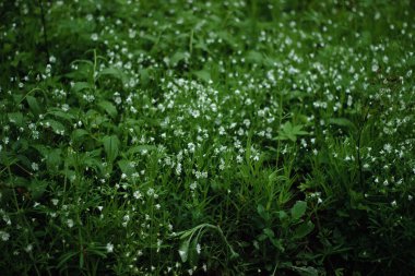 a long road in the forestforest road leads nowhere