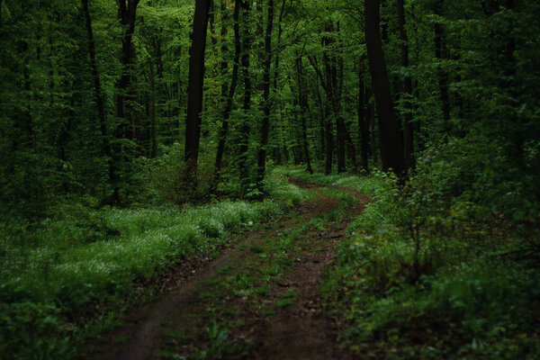A long road in the forestforest road leads nowhere