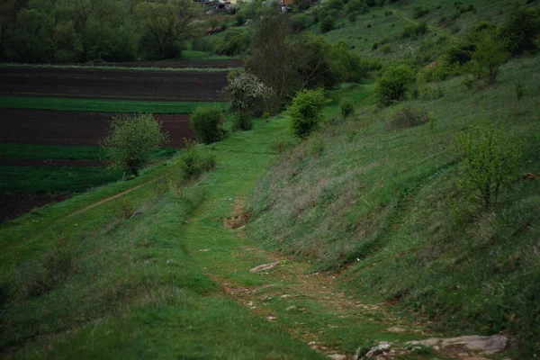 a long road in the forestforest road leads nowhere