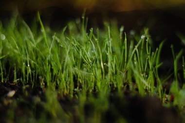 morning garden, the grass for the garden is covered with dew in the morningmorning, grass in dew