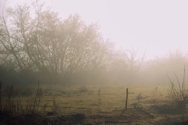 Foggy Weather Rays Sun Break Fogfog Way — Stock Photo, Image