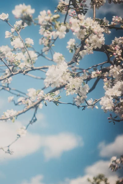 Cherry Blossom Spring Spring Flowers — 스톡 사진