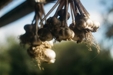 Sarımsak kuruyor bahçede. 