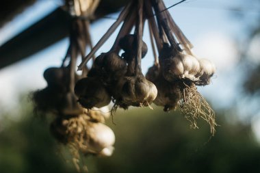 Sarımsak kuruyor bahçede. 