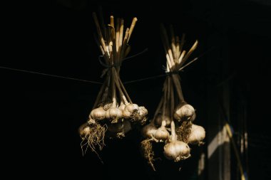 Sarımsak kuruyor bahçede. 