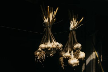 Sarımsak kuruyor bahçede. 