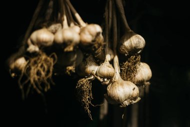 Sarımsak kuruyor bahçede. 