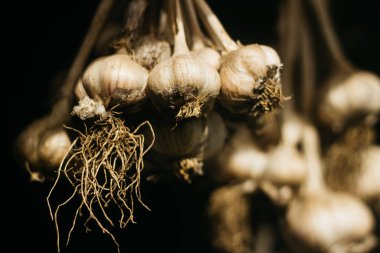 Sarımsak kuruyor bahçede. 