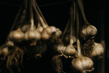 Sarımsak kuruyor bahçede. 